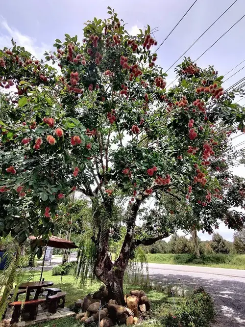 Requirements for Growing Rambutan