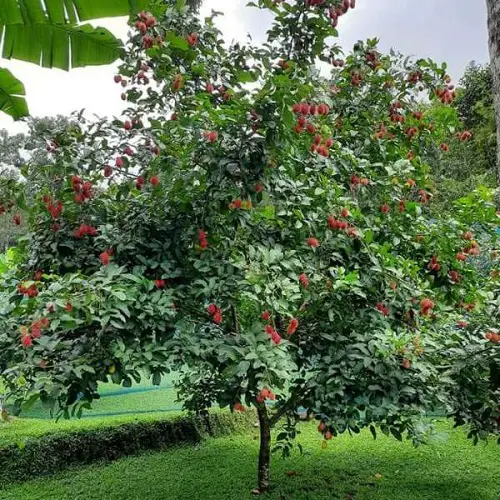 Rambutan Tree Care