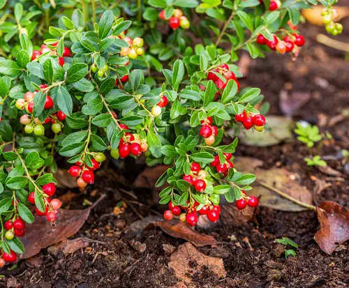 Best Edible Vines to Grow 