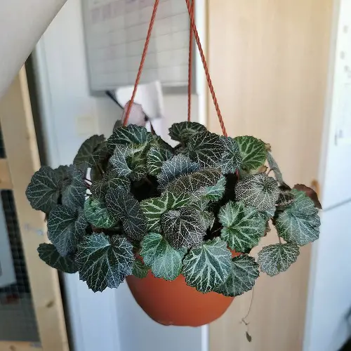 The Best Plants to Grow in a Basement with Minimal Light3