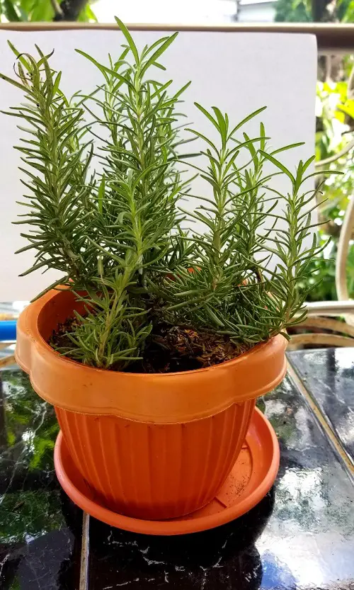 Cilantro Companion herbs