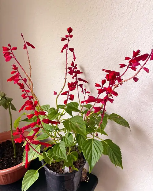 Floppy Plants and Stems