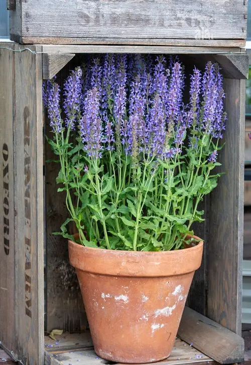 The Greatest Flowers to Grow from Cuttings