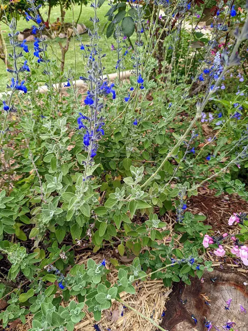 Salvia Plant Information