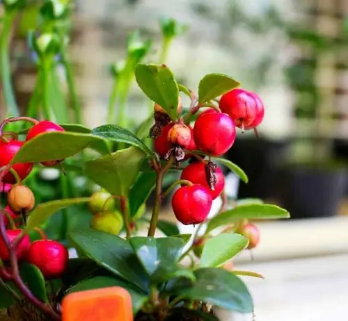 top Best Types of Cherries to Grow in Pots 9