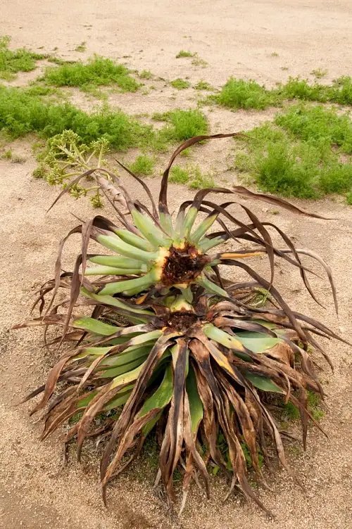 How to Get Rid of Agave Weevils