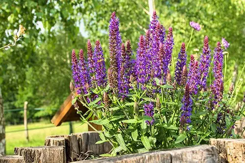 Problems with Salvias