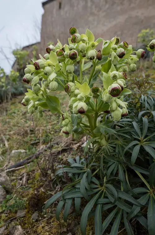 Ugly Flowers You'd Like to Grow in Garden