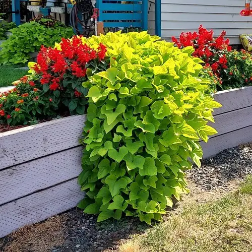 Celosia Companion Plants 