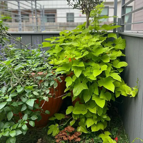 Quick-Growing Vines and Creepers