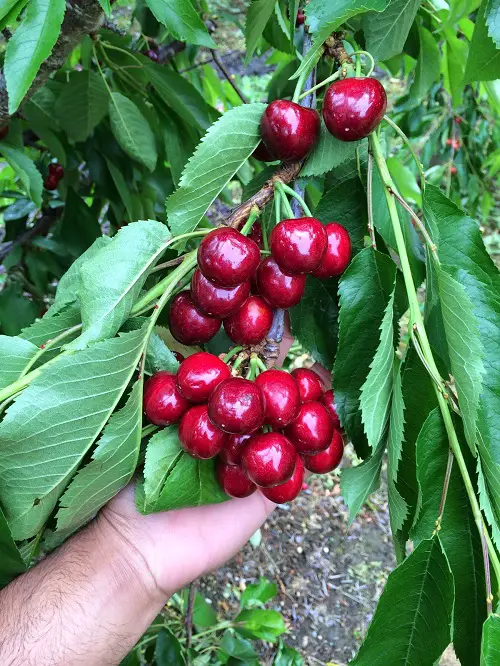 Cherry Varieties for Pot Gardens