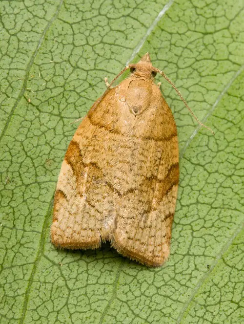 Types of Pests in Your Garden