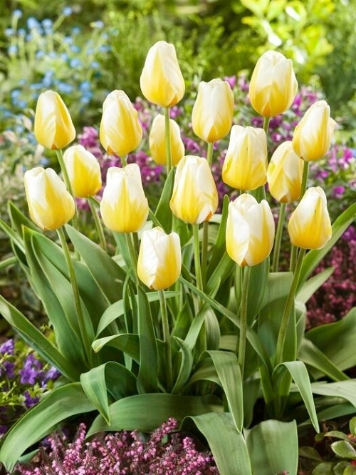 best Beautiful Yellow Tulip Varieties to Plant 