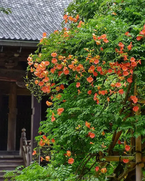 Trumpet Creeper Flowering Vines