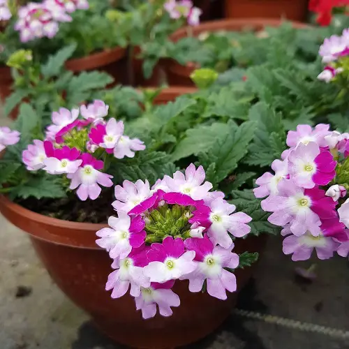 Verbena Growth Requirements