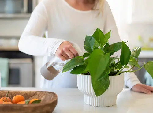 The Lifespan of Pothos Water Correctly