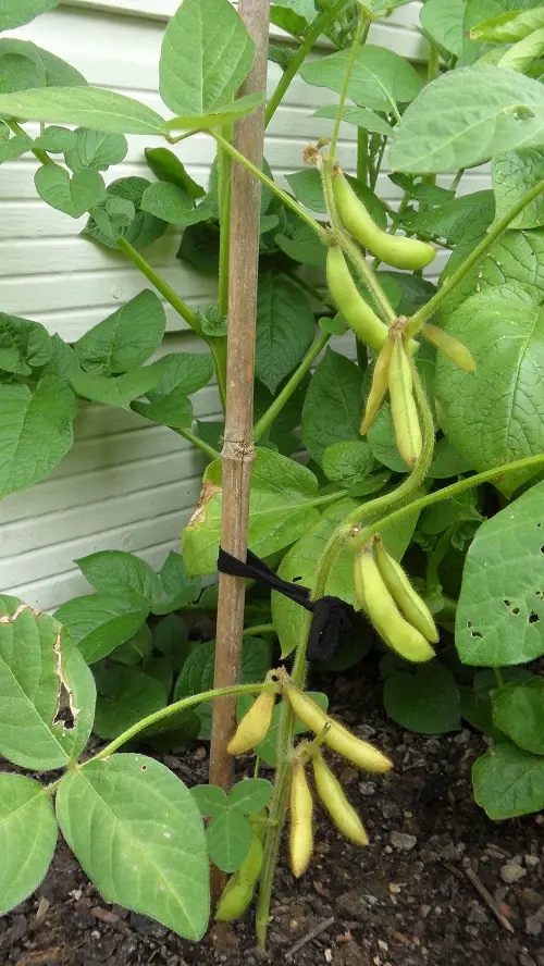 Edible Vines to Grow 