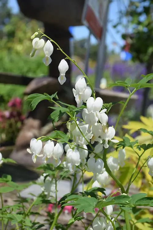 Gorgeous Blooms accompanied by white bells 2