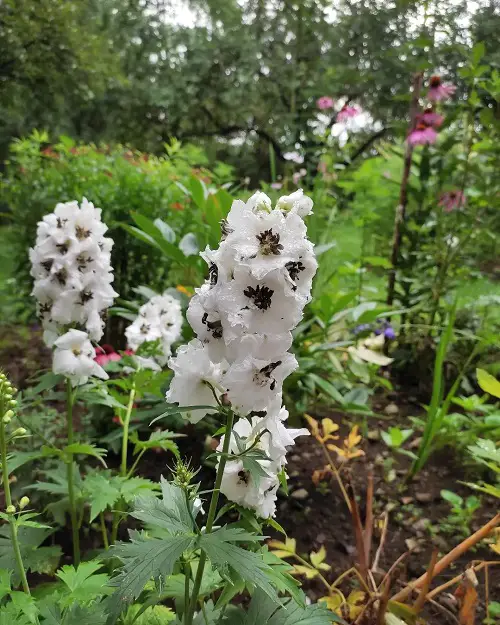 Candle Larkspur Flowers with Black Center