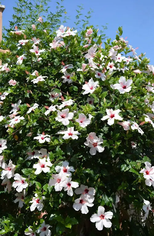 Hawaiian White Flowers1