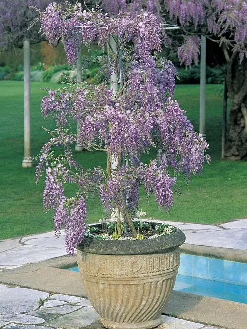Wisteria Flowering Vines