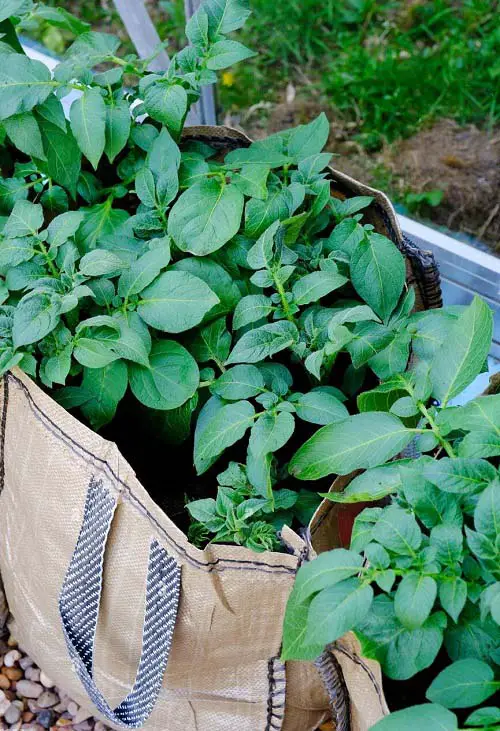 Cilantro Companion potatoes Plants