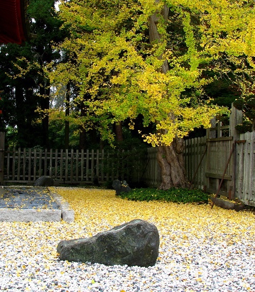 Golden Leaves and Stones