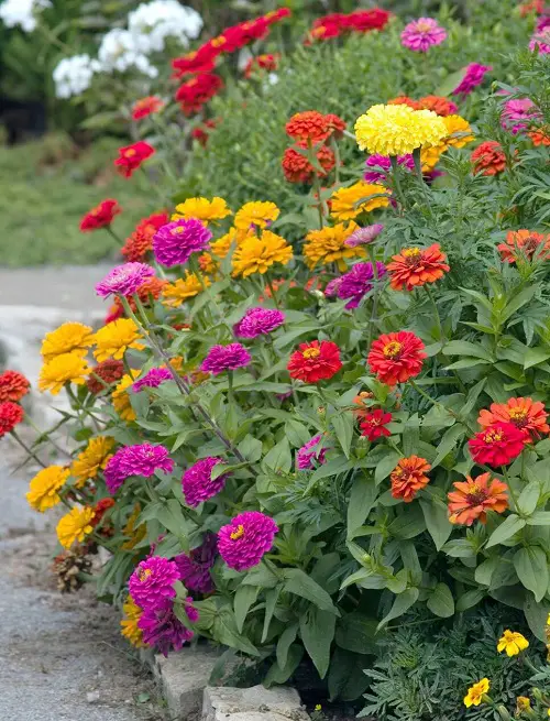 Fast Growing Flowers in garden 78