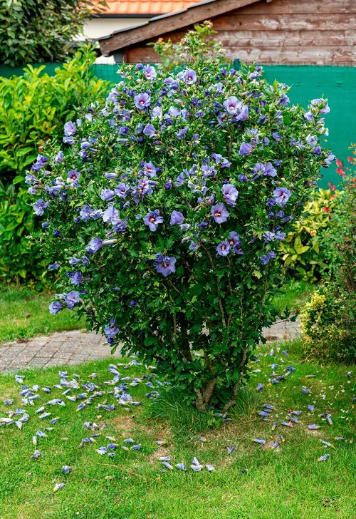 Gorgeous Trees with Blue Flowers 