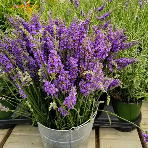 lovely Best Perennial Lavender Varieties