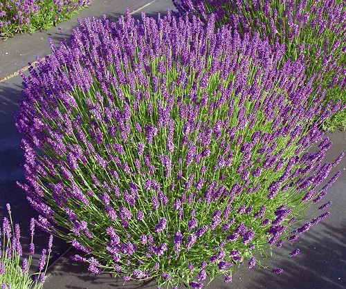 Perennial Lavender Varieties for garden