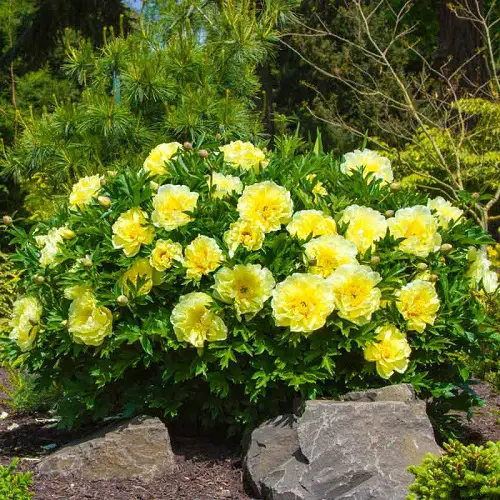 Best Yellow Peony Varieties