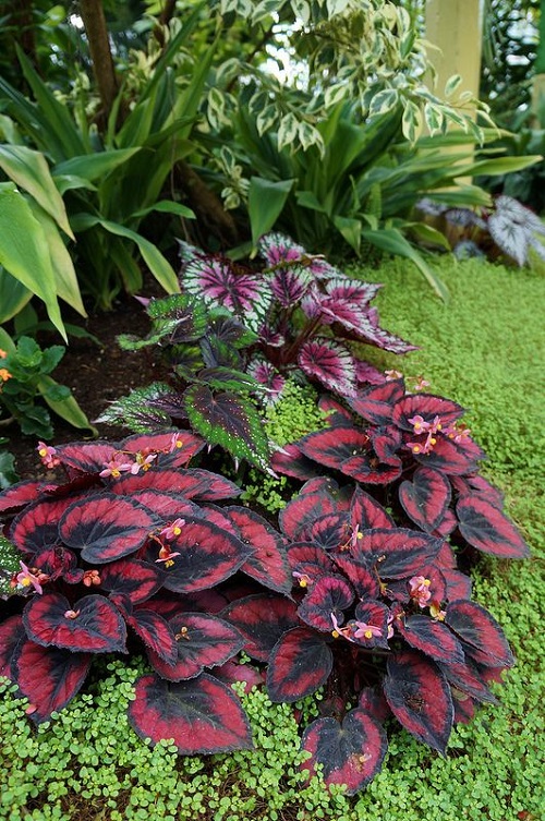 Plants that Look Like a Work of Art