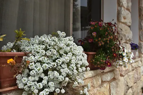 Best Spiller Filler Thriller Plants