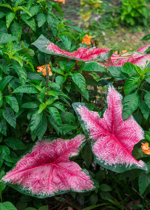 Best Artistic Plants 
