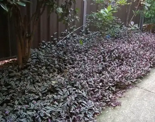 Purple Plant Ideas for Landscaping 5