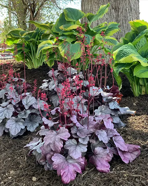 Landscape Designs with Purple Plants