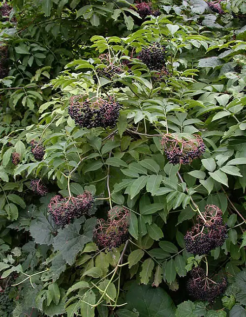 wild berries that are eatable.