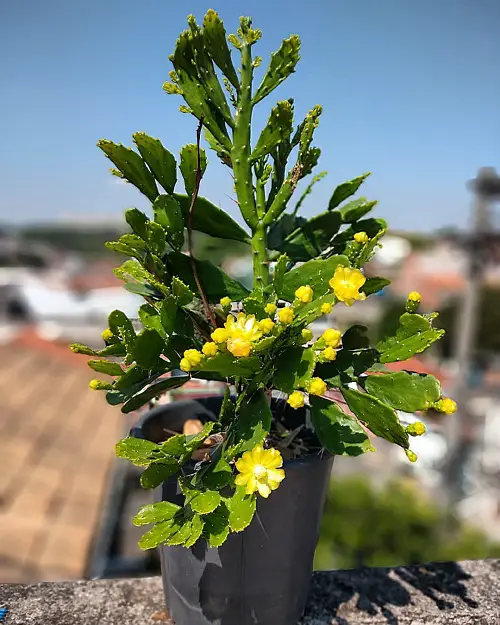 Yellow Flowering Cactus outdoor