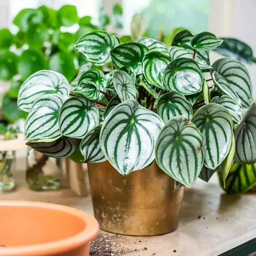 Vase-Growing Indoor Plants