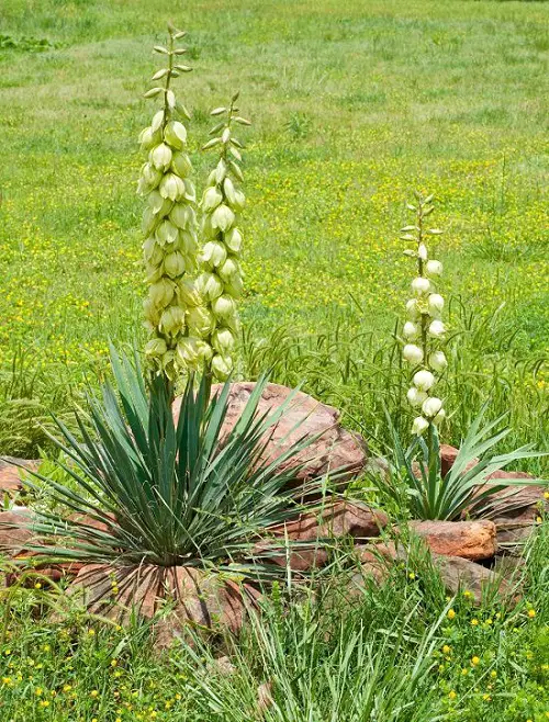 Types of Yucca Plant Varieties For Beautiful Garden