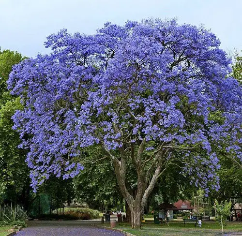 Trees With Blue Flowers