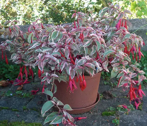 The Greatest Thriller Plants for Filler