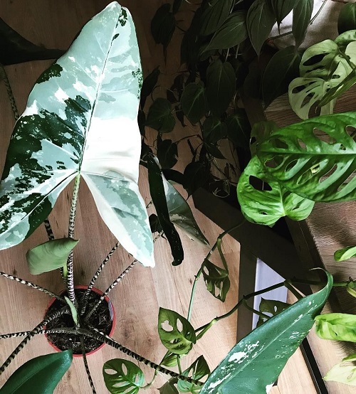 zebrina alocasia Plants that Look Like a Work of Art