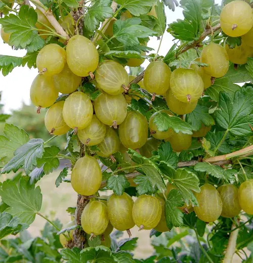 Types of Wild Berries that eatable