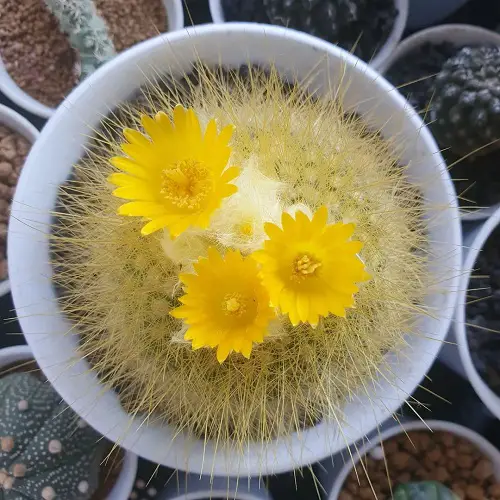 Yellow Flowering Cactus in macrame pot