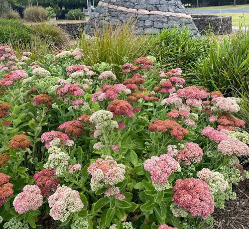 beautiful Annual Flowers that Bloom Throughout the Summer