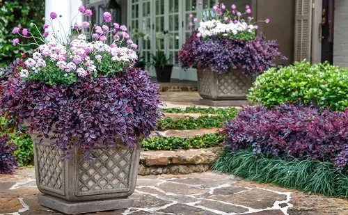 Ideas for Purple Plants in Landscape Design 2