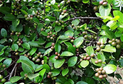 Types of Wild Berries 2