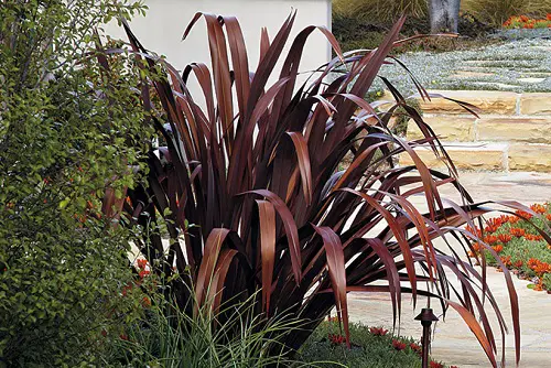 Ideas for Purple Plants in Landscape Design4